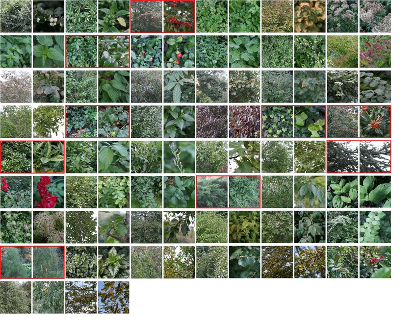 Plants catalogue.jpg