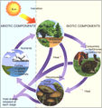 16-02a-abiotic-biotic-ecosystem-components.jpg